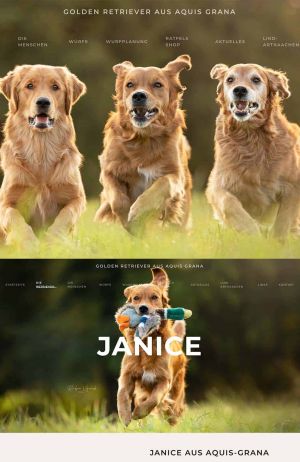 Referenz Webdesign Golden Retriever aus Aquis Grana Aachen